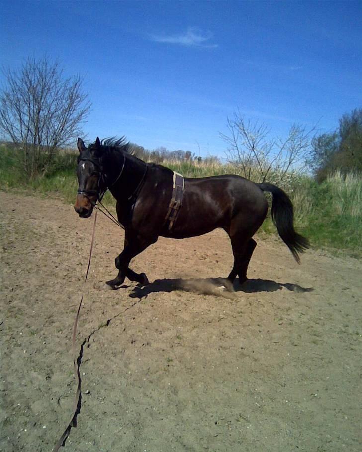 Dansk Varmblod A tempo - Atempo i longen billede 3