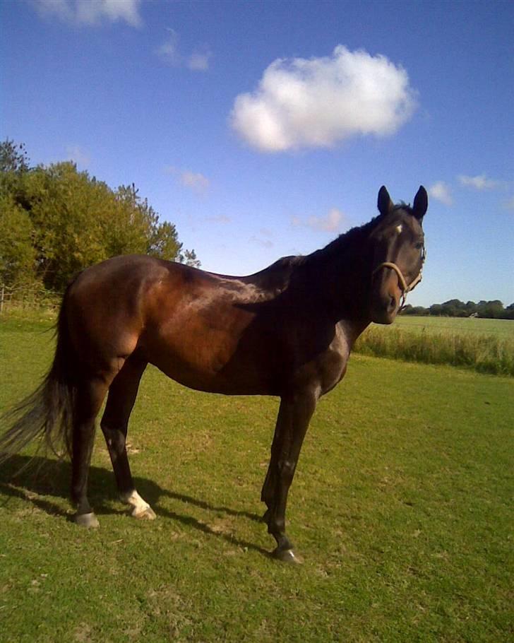 Dansk Varmblod A tempo - På folden billede 4