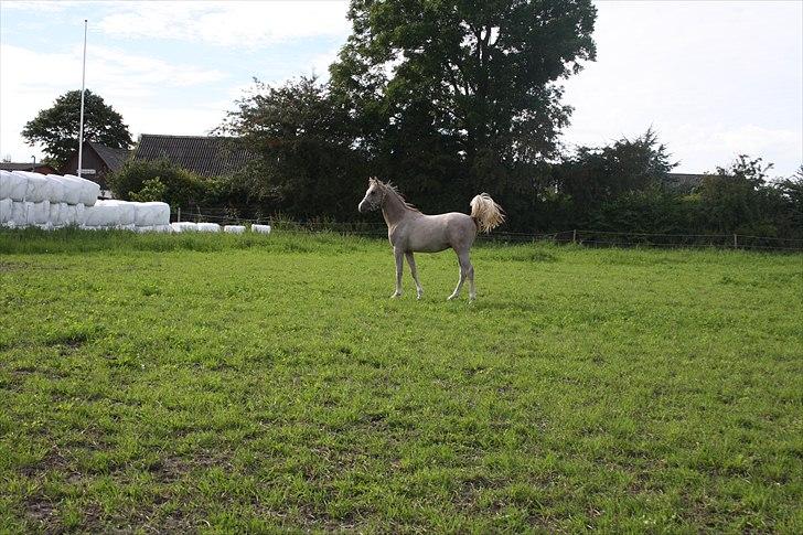 Arabisk fuldblod (OX) Wish me luck´s Al Sherif - foto lene lund: al sherif sommer 2010 billede 10