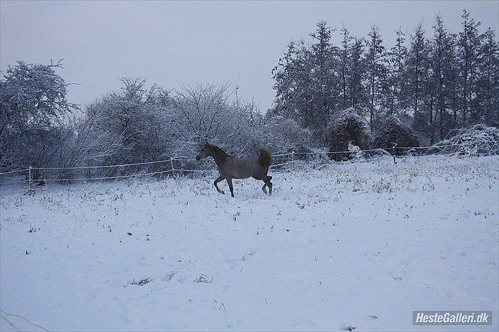 Arabisk fuldblod (OX) Wish me luck´s Al Sherif - Al sherif leger i den forunderlige hvide verden. dec.2010 billede 12