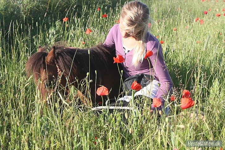 Shetlænder Prins Buski - 1* Velkommen, til Buskis profil(; nyd kigget og giv en kommentar og bedømmelse:)<3 billede 1