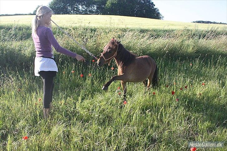 Shetlænder Prins Buski - 2* Spanske skridt :) billede 2