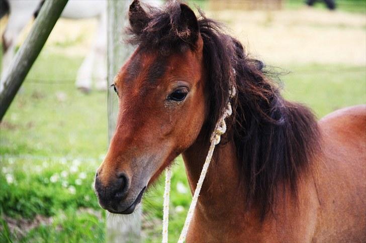 Shetlænder Prins Buski - 3* På tur i cordeo :) <3  billede 3