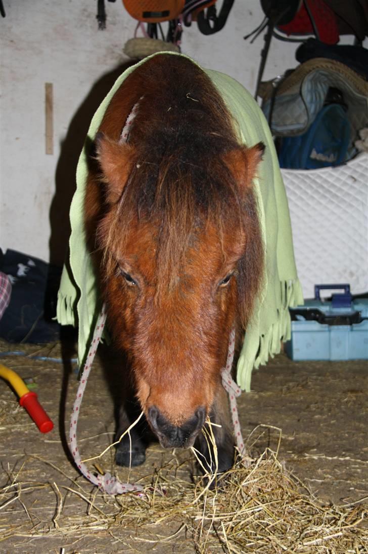Shetlænder Prins Buski - 5* æder wrap ;D <3 billede 4