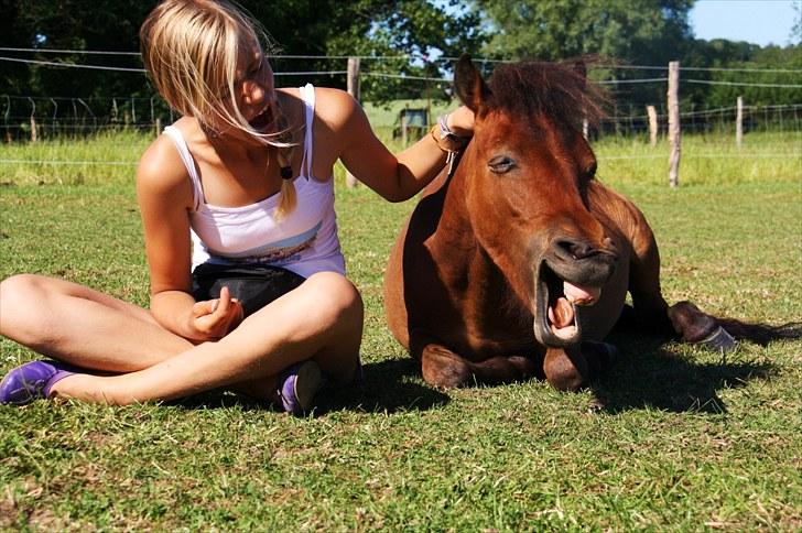 Shetlænder Prins Buski - 6* lagt på komando, imens han gaber på komando (; <3 billede 5