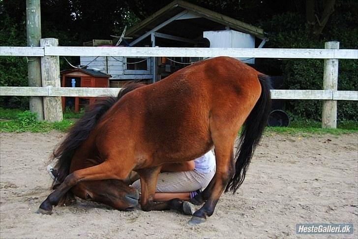 Shetlænder Prins Buski - 7* Tricket at neje på komando :D han har haft svært ved at komme ned og lægge på højre forben, stolt af han endelig har fået balance til det.:) <3 billede 6