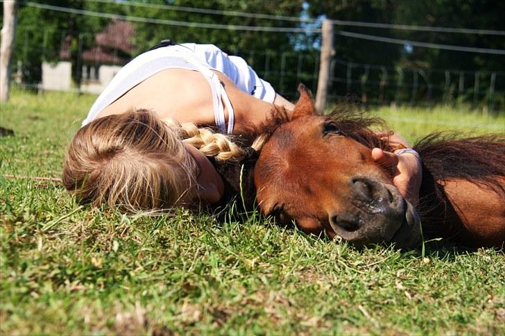 Shetlænder Prins Buski - 8*    Død på komando ;) <3  billede 7