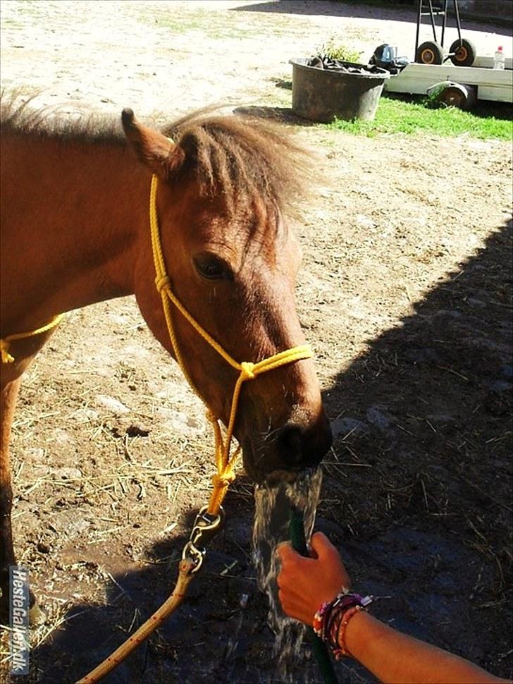 Shetlænder Prins Buski - 9* Vandpjaskeri med Prutten (: <3  billede 8