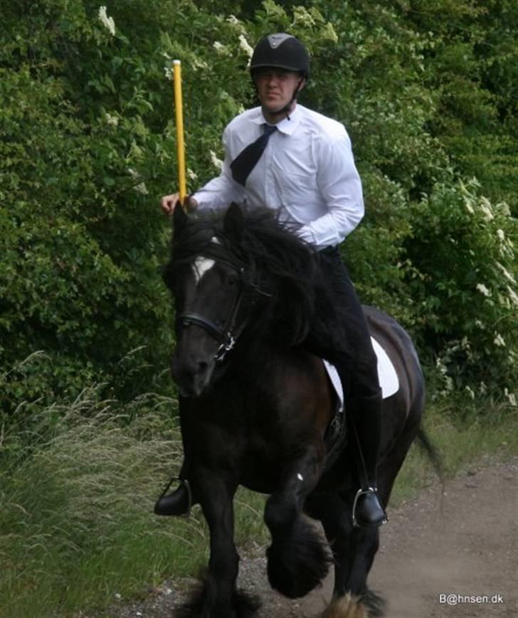 Irish Cob black magic *solgt* billede 12