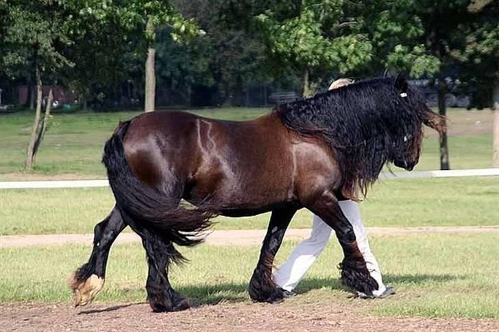 Irish Cob black magic *solgt* billede 13