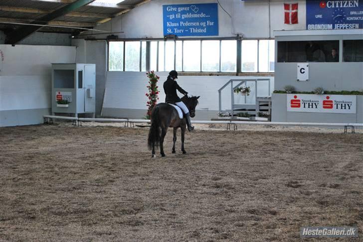 DSP Bæklunds Remus - solgt billede 16