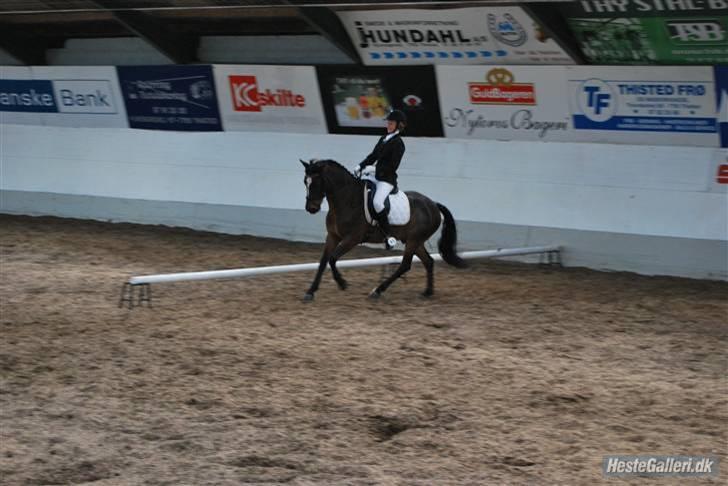 DSP Bæklunds Remus - solgt billede 17