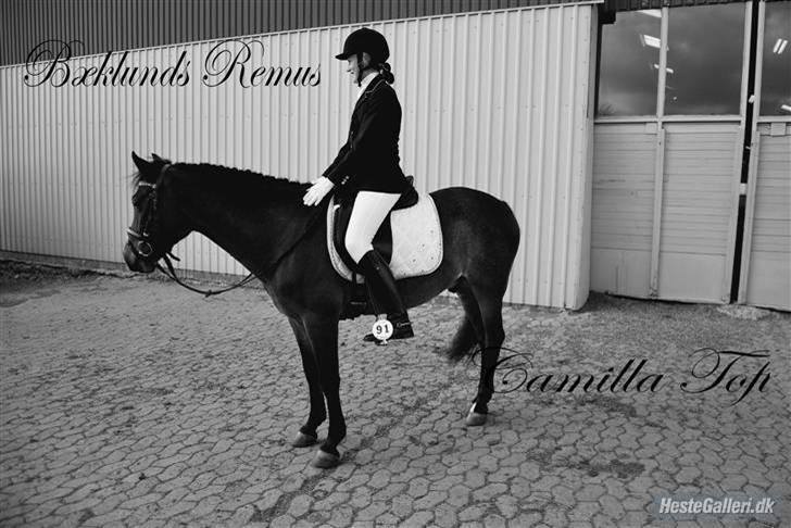 DSP Bæklunds Remus - solgt billede 18