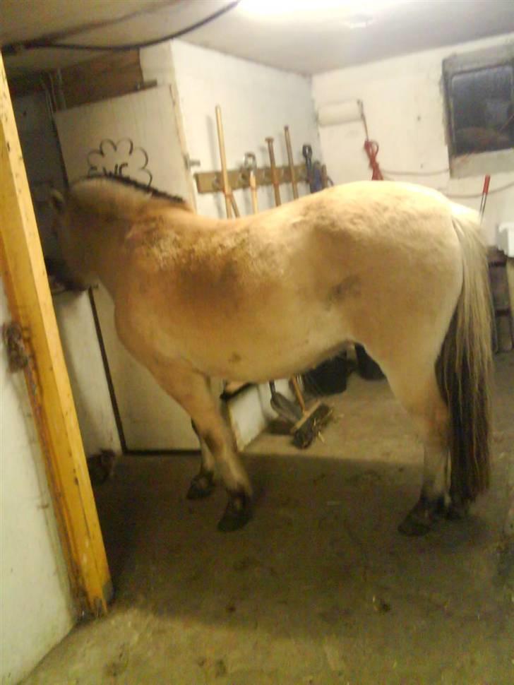 Fjordhest Freja (Smukke) Solgt! - Freja altså din skøre hest hehe :D billede 4