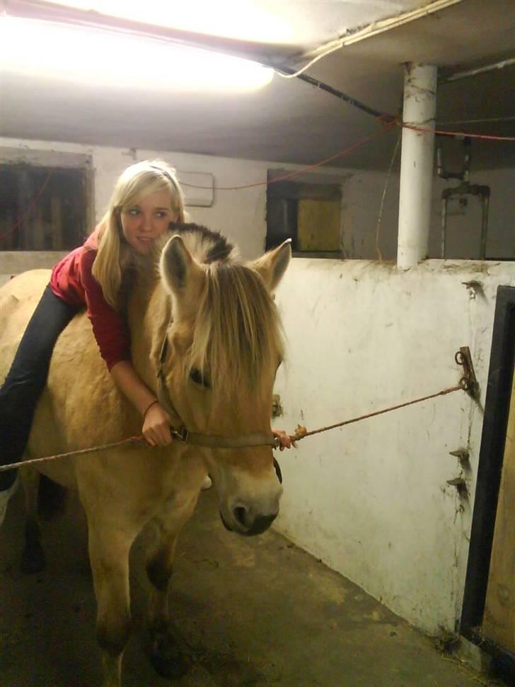 Fjordhest Freja (Smukke) Solgt! - Smukke og Jeg<3 forever ;D billede 5