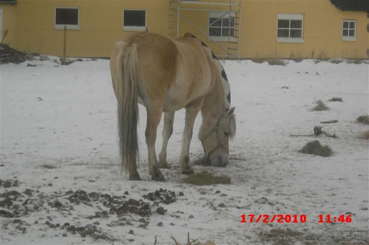Fjordhest Freja (Smukke) Solgt! billede 6