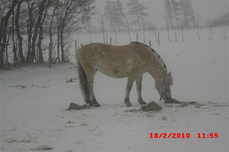 Fjordhest Freja (Smukke) Solgt! - Smukke<3 igen :) billede 7