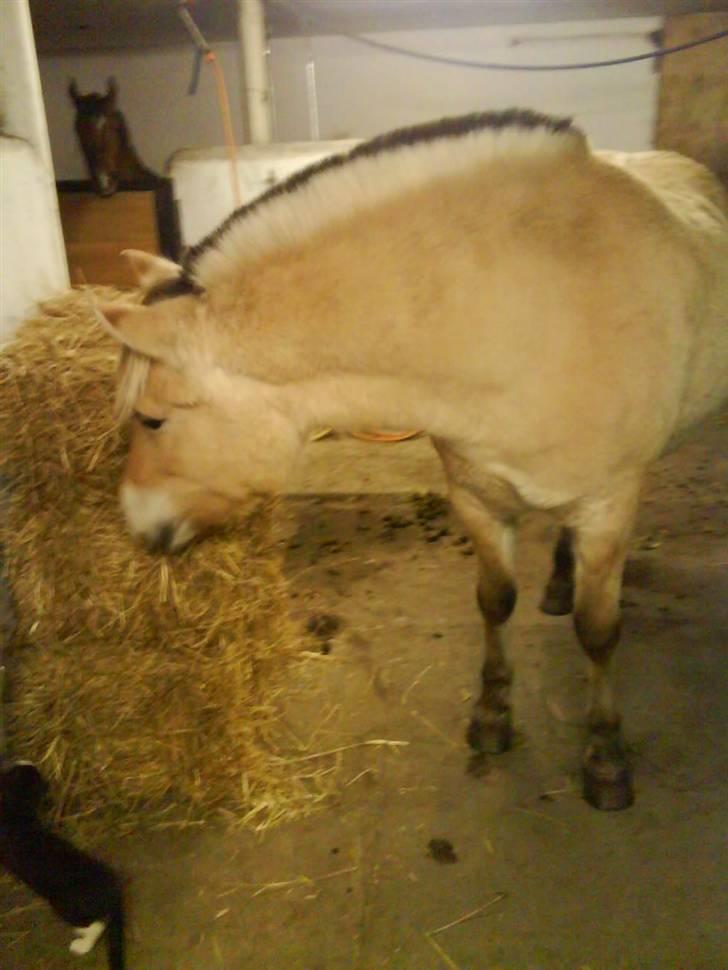 Fjordhest Freja (Smukke) Solgt! - Smukke der spiser frøgræs :P billede 8