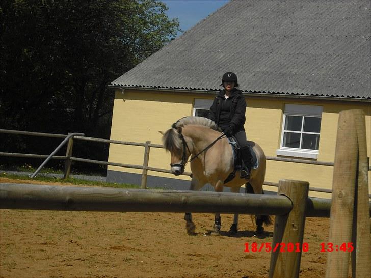 Fjordhest Tjalfe Fjordvang<3 - Cecillie der rider Tjalfe billede 5