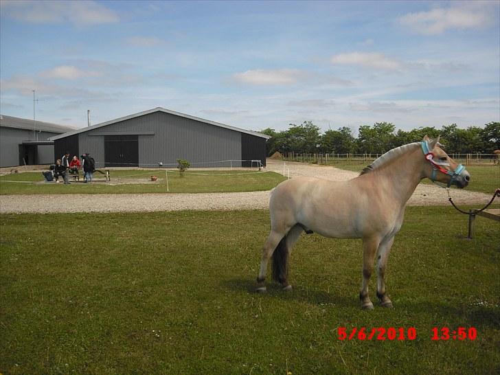 Fjordhest Tjalfe Fjordvang<3 - jeg kan os gå med bøjet nakke :D er jeg ikke bare smuk!! :D billede 6