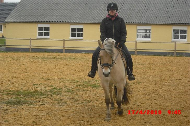 Fjordhest Tjalfe Fjordvang<3 - Cecillie der rider mig :D hun er go´ til at få min nak bøjet :P billede 7
