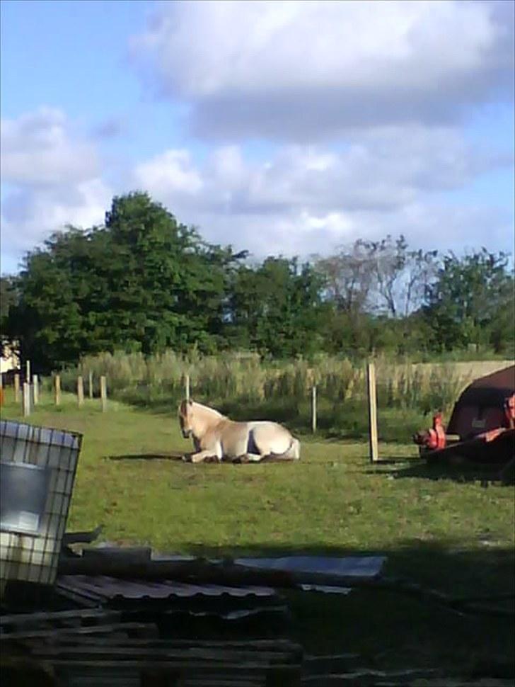 Fjordhest Tjalfe Fjordvang<3 billede 9