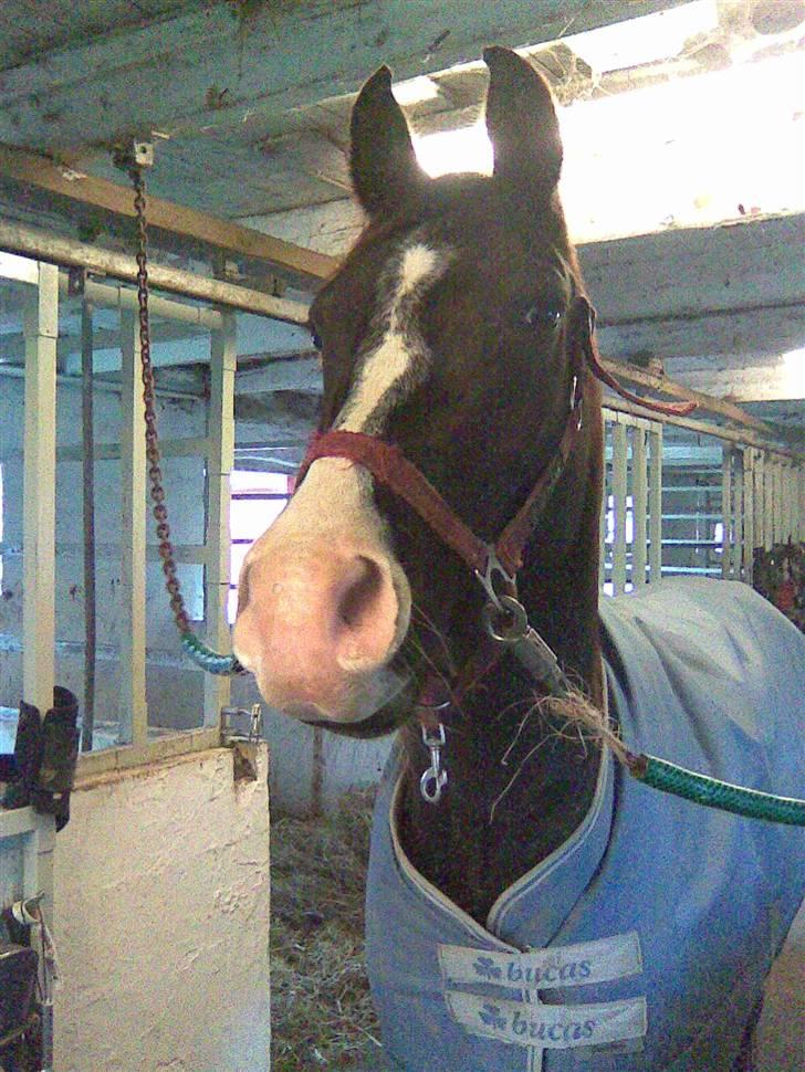 Arabisk fuldblod (OX) Kenzo *plejebarn pony* billede 11