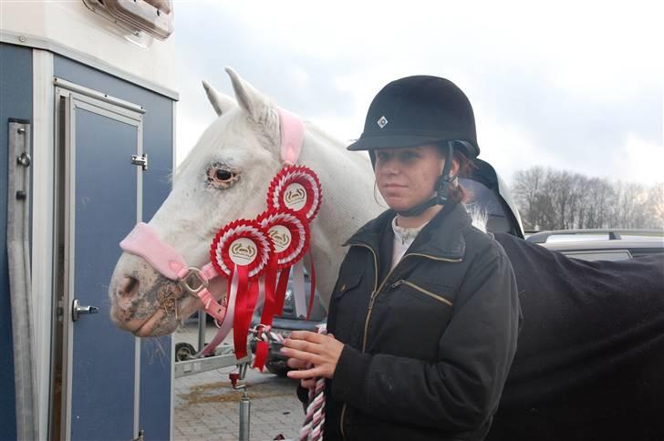 Anden særlig race Sonnyboy   -Solgt - Vandt LB,LB & LA <3 dejlige pony :´) billede 1