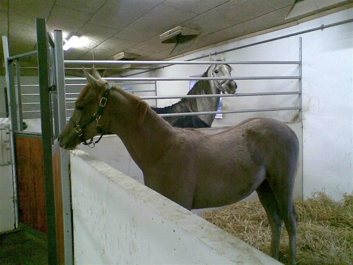 Arabisk fuldblod (OX) Wish me luck´s Al Sherif billede 13