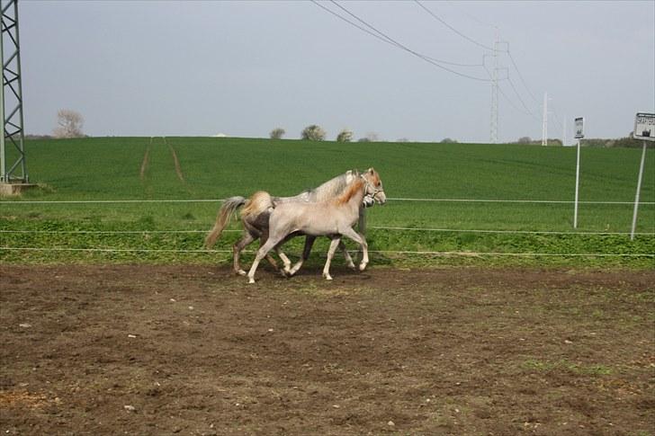Arabisk fuldblod (OX) Wish me luck´s Al Sherif - drengene nyder foråret maj 2010. foto Lene Lund billede 15