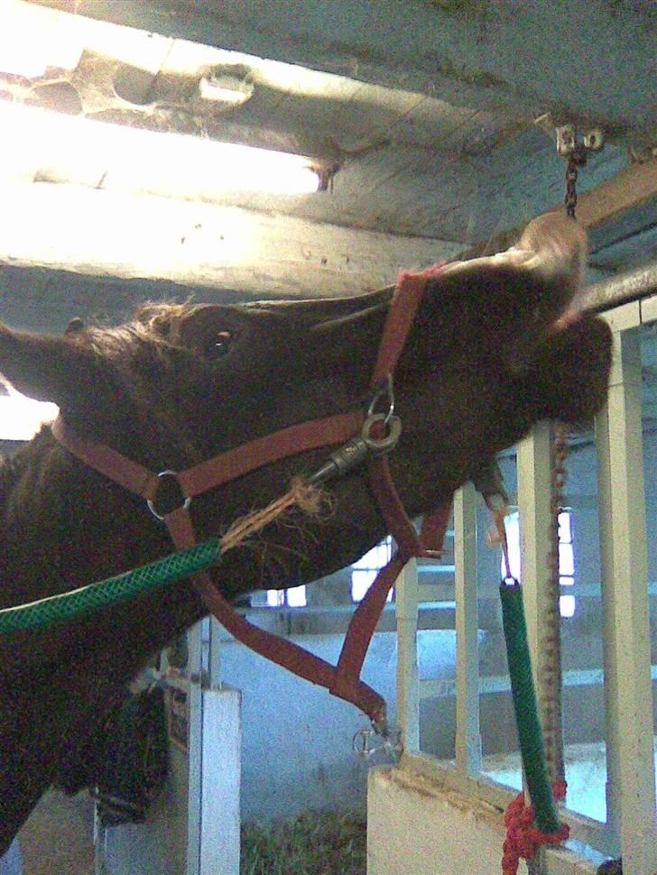 Arabisk fuldblod (OX) Kenzo *plejebarn pony* billede 12