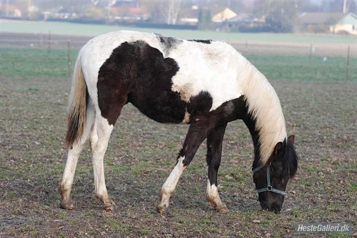 Pinto Shevargo << SOLGT >> billede 1