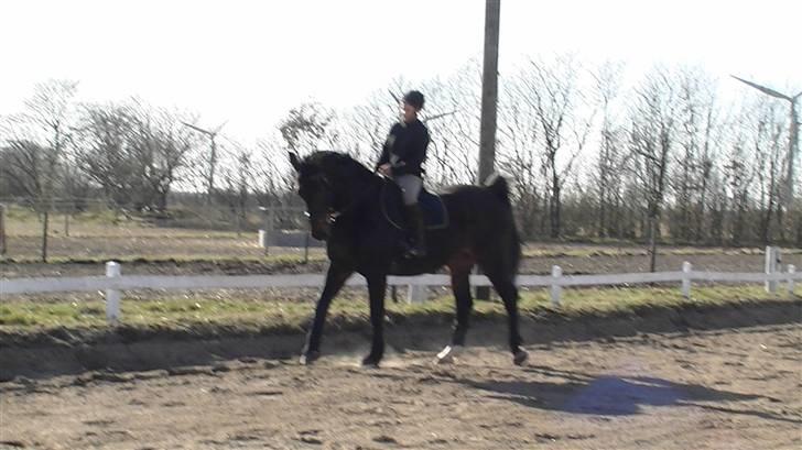 Oldenborg Buller - Buller 1/4-09... Her har han været redet fast i 6.mdr og havde intet lært da vi startede.. Redet af søster billede 1