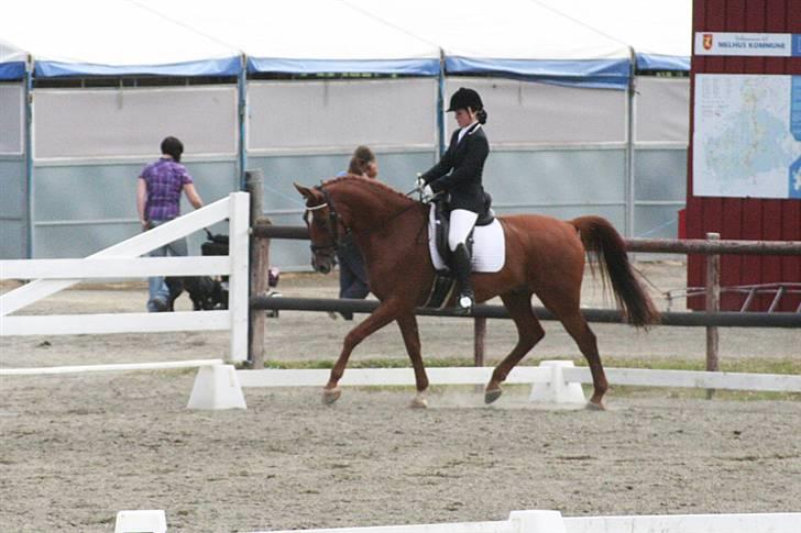 Norsk Varmblod  Chaval *R.I.P* billede 2