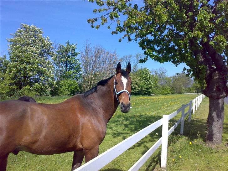 Anden særlig race Vassago HIMMELHEST - Sommer 2009 billede 1