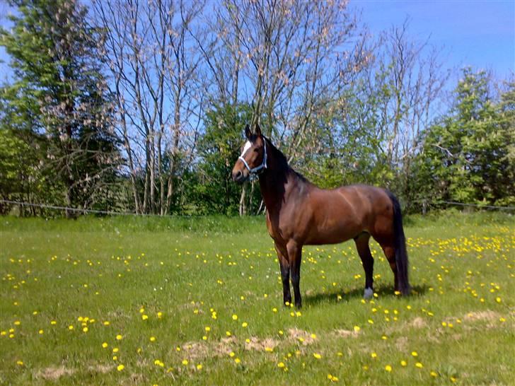 Anden særlig race Vassago HIMMELHEST - Sommer 2009 på Glostrup folden.. billede 3