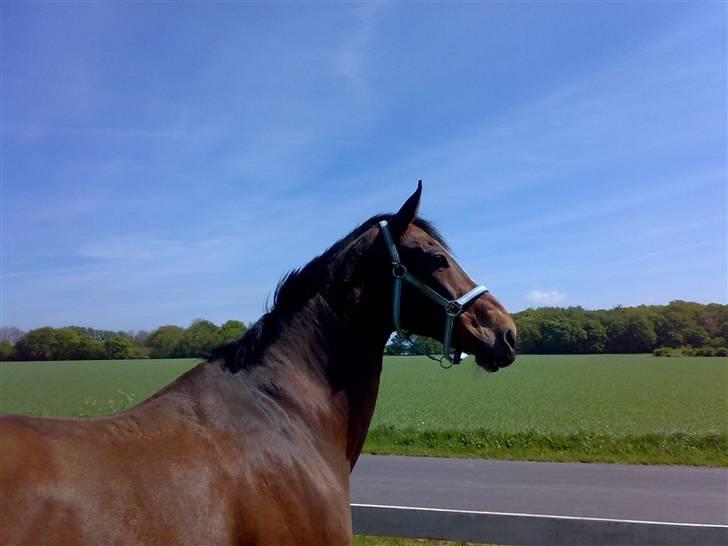 Anden særlig race Vassago HIMMELHEST - Hm, hvad har han fået øje på? billede 4