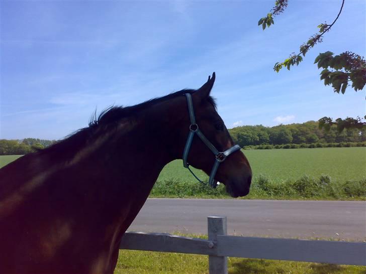 Anden særlig race Vassago HIMMELHEST - Vassago <3 billede 5