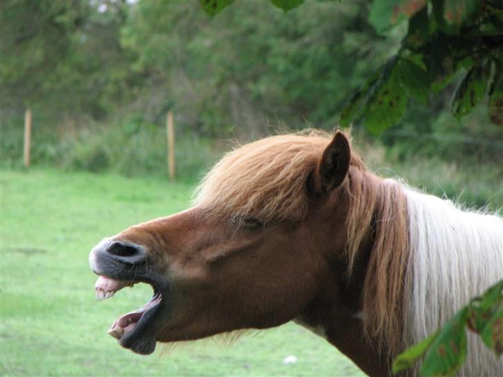 Islænder Fáni f. Harrevig billede 1