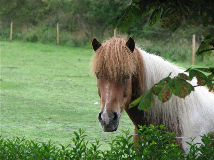Islænder Fáni f. Harrevig billede 2
