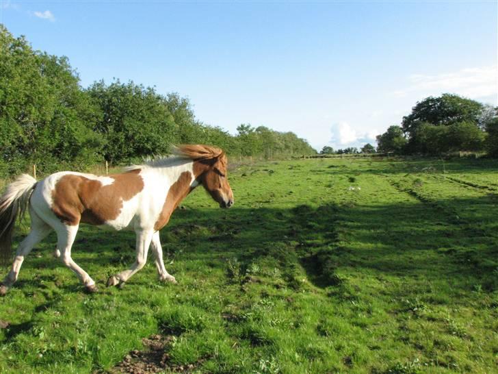 Islænder Fáni f. Harrevig billede 3