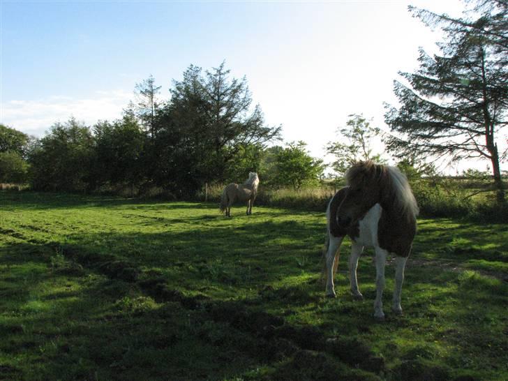 Islænder Fáni f. Harrevig billede 4