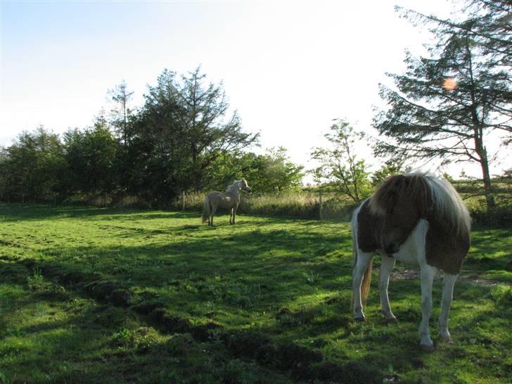 Islænder Fáni f. Harrevig billede 5