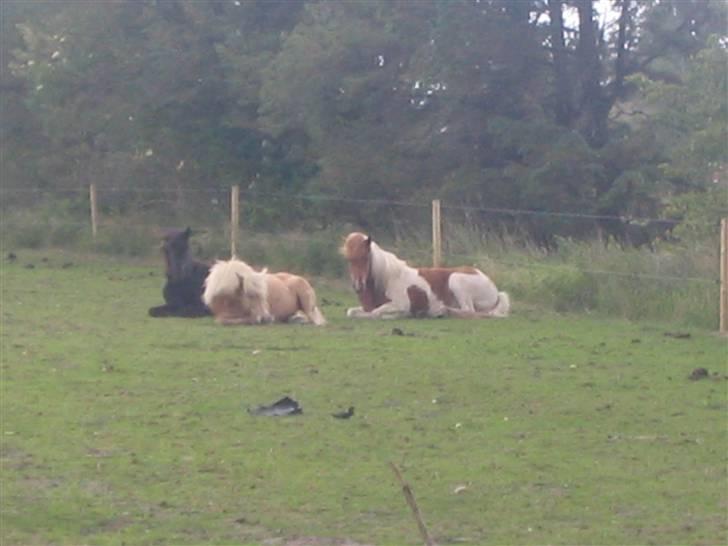 Islænder Fáni f. Harrevig billede 6