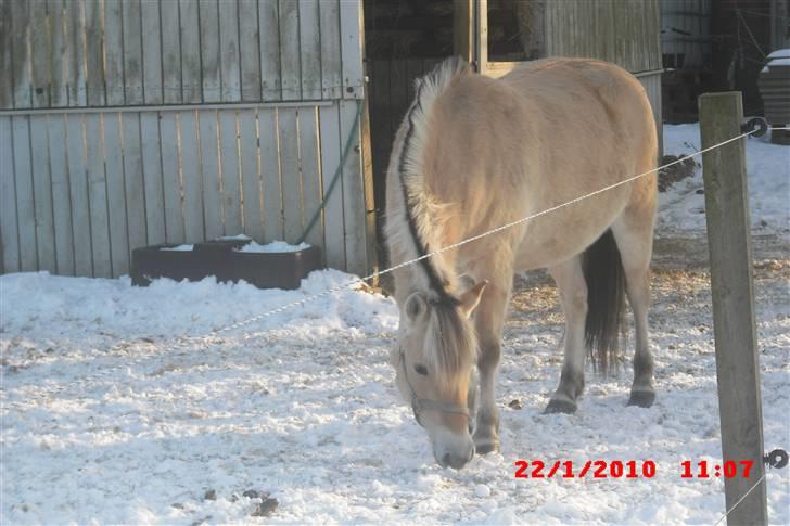 Fjordhest Freja (Smukke) Solgt! billede 11