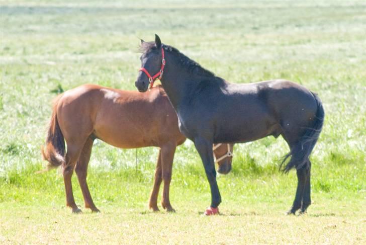 Oldenborg Lurifax a Vestergaard RIP billede 13