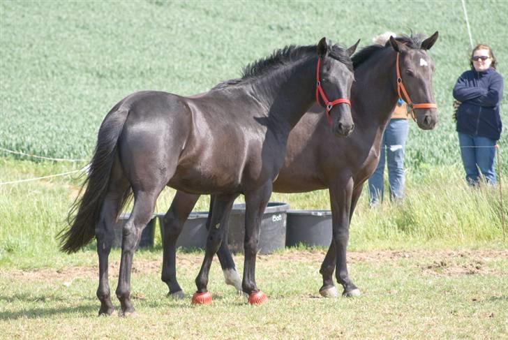 Oldenborg Lurifax a Vestergaard RIP billede 16