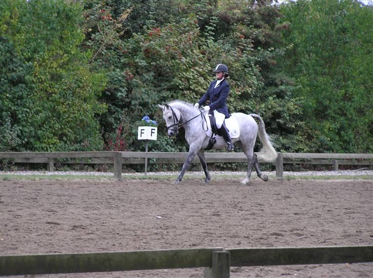 Trakehner Risdalens Rollo  billede 19