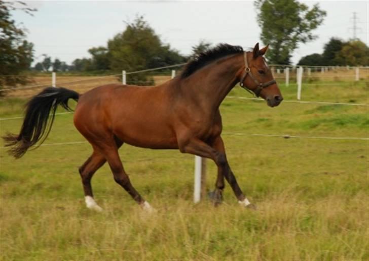 Dansk Varmblod Sawina - AFLIVET R.I.P.  billede 10