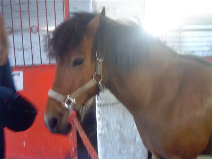 Anden særlig race Passo<3 i; - solgt :-/ billede 2